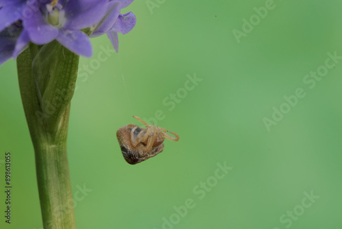 A bird dropping spider is hunting for prey in wild plant flowers. This insect has the scientific name Cyrtarachne perspicillata. photo