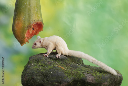 A young sugar glider eating a ripe papaya fruit on a tree. This mammal has the scientific name Petaurus breviceps.
