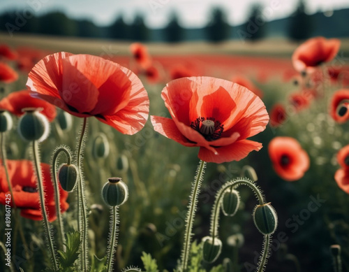 Poppy fields blooming. A poppy is a flowering plant in the subfamily Papaveroideae of the family Papaveraceae. Papaver is a genus of frost-tolerant annuals, biennials, and perennials. Sunny outdoor photo