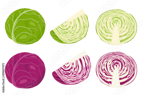 set cabbage illustration Vector  isolated on background. 