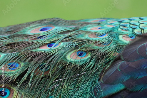 peacock close-up