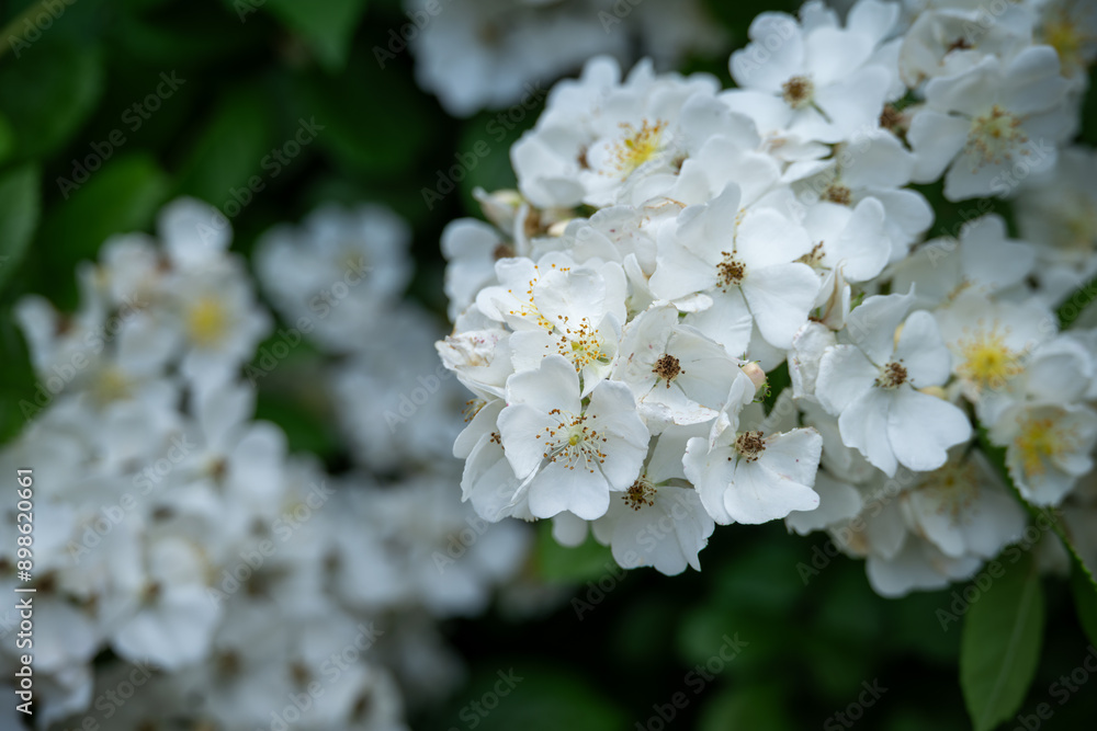 Beautiful white flowers of a multi-flowered rose. Beautiful white flowers of a multi-flowered rose.