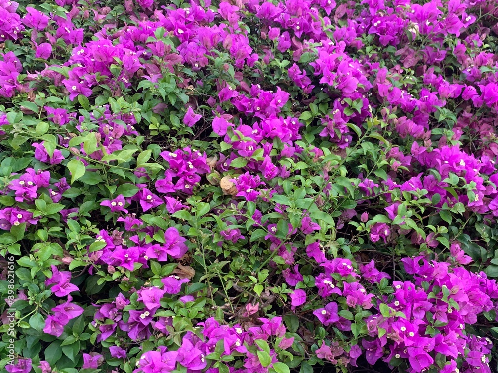 Pink violet flower bush, Bougainvillea glabra Choisy, Paper flower, Bougainvillea Pink violet flower bush, Bougainvillea glabra Choisy, Paper flower, Bougainvillea
