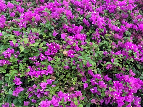 Pink violet flower bush, Bougainvillea glabra Choisy, Paper flower, Bougainvillea