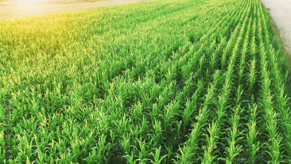 Cornfield patterns illuminated by sunset glow Cornfield patterns illuminated by sunset glow