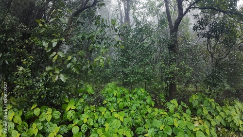 Lush green vegetation and trees shrouded in morning mist, creating a serene and tranquil atmosphere in nature.