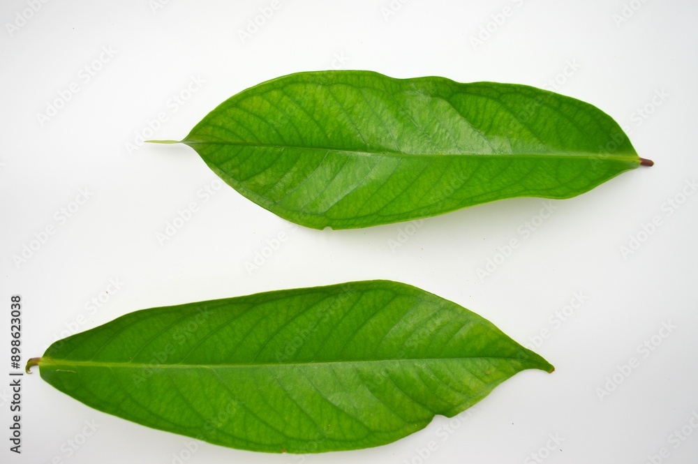 Fototapeta premium malay rose apple leaves isolated on white background