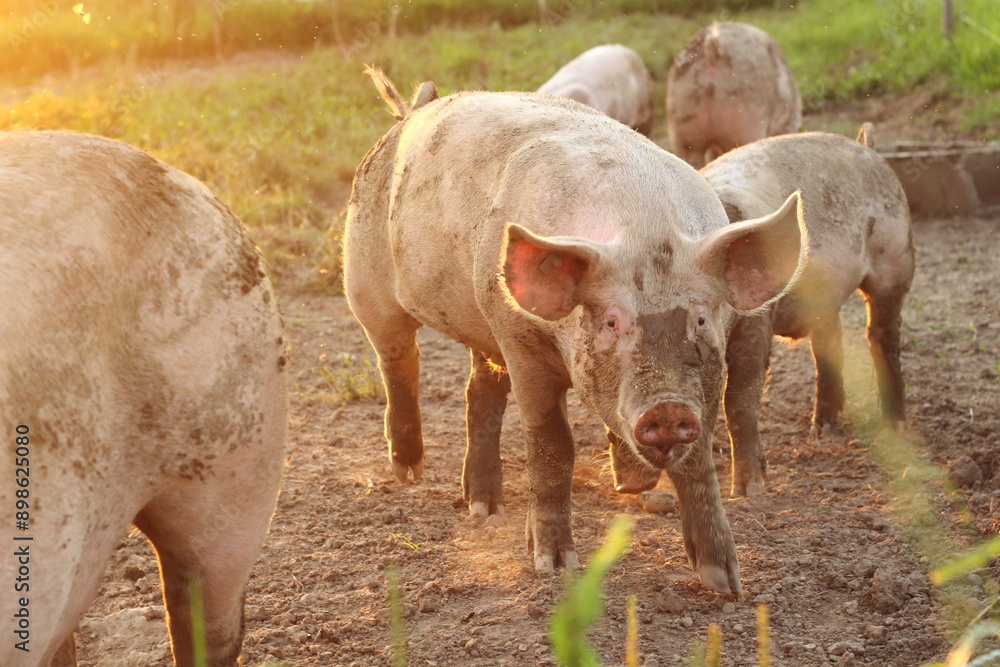 Single Pig Half Covered in Mud in Magic Hour Light Single Pig Half Covered in Mud in Magic Hour Light