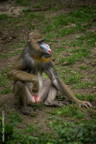 Young mandrill monkey outdoors in the zoo. photo