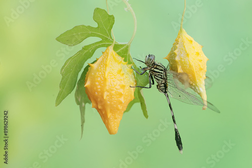 A green marsh hawk is resting on a balsam pear. This insect has the scientific name Orthetrum sabina. photo