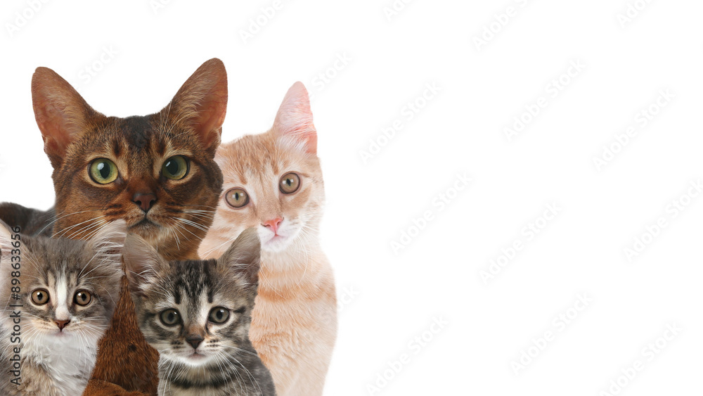 Cute cats on white background, banner design with space for text. Lovely pets Cute cats on white background, banner design with space for text. Lovely pets