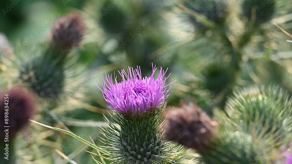 Thistle and bees living together Thistle and bees living together