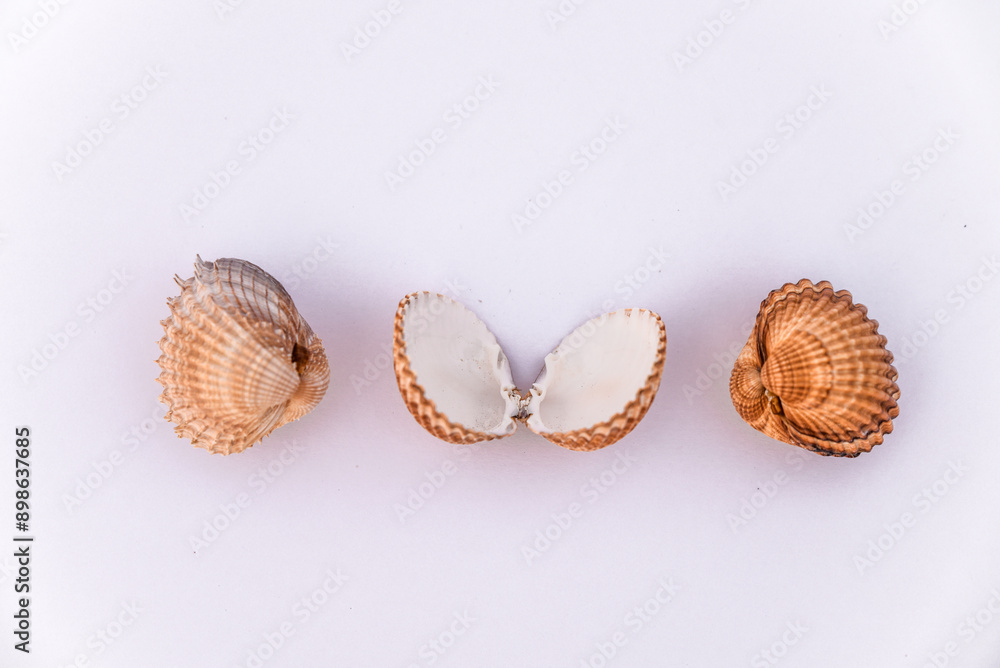 shell, isolated, sea, seashell, background, white, starfish, beach, summer, pastel, shellfish, ocean, beautiful, coast, texture, mollusk, marine, seashells, view, coastline, spiral, sand, composition.