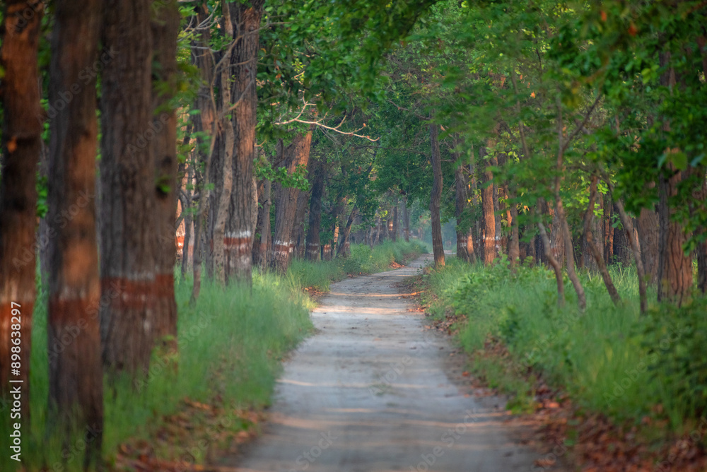 Naklejka premium Path inside the deep forest. Close up, selective focus.