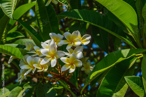 White and yellow plumeria flowers