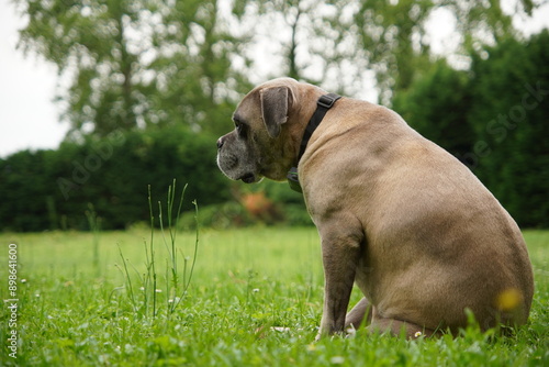 Perro Cane Corso