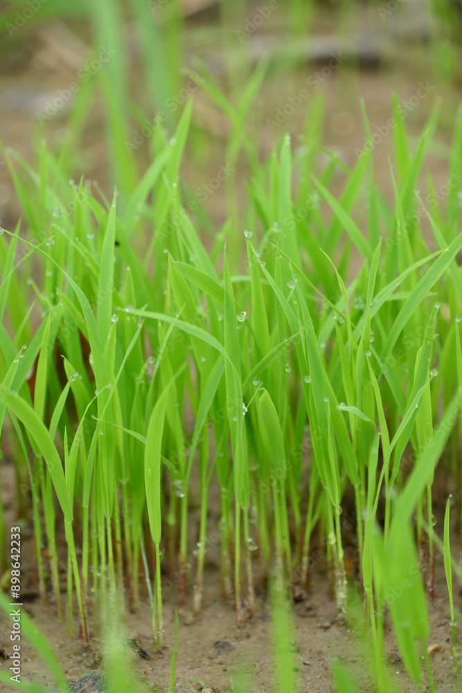 closeup the bunch green ripe paddy plant soil heap and growing in the farm with water drops soft focus natural green brown background. closeup the bunch green ripe paddy plant soil heap and growing in the farm with water drops soft focus natural green brown background.