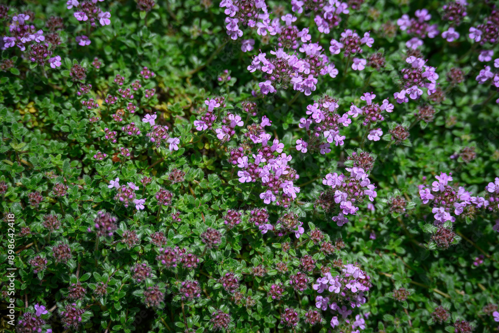 Bright purple flowers of motherwort outdoors. Bright purple flowers of motherwort outdoors.
