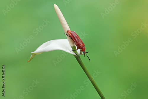 A red-headed cardinal beetle is looking for food on anthurium flower. This beautiful colored insect has the scientific name Pyrochroa serraticornis. photo