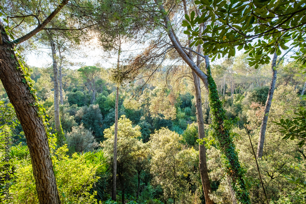Vibrant forest with diverse foliage and tall trees, bathed in natural sunlight, encapsulating the serenity and abundance of nature in a lively woodland setting. Vibrant forest with diverse foliage and tall trees, bathed in natural sunlight, encapsulating the serenity and abundance of nature in a lively woodland setting.