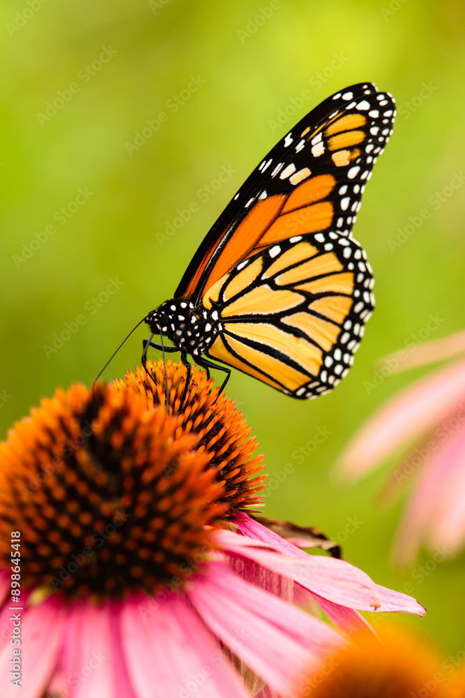 Monarch butterfly feeding off a purple coneflower within the Pike Lake Unit, Kettle Moraine State Forest, Wisconsin, in mid-August. Monarch butterfly feeding off a purple coneflower within the Pike Lake Unit, Kettle Moraine State Forest, Wisconsin, in mid-August.