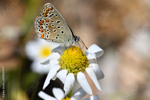 Hauhechel-Bläuling // Common blue (Polyommatus icarus) photo