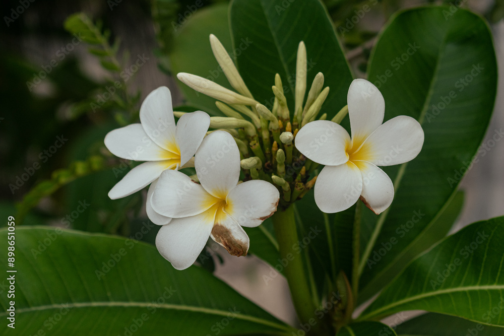 Fototapeta premium white frangipani flower
