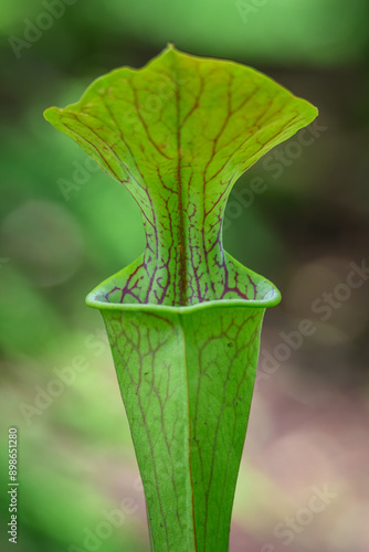 Spirulina carnivorous plant calyx with liquid. photo