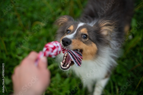 Cute tricolor sheltie dog is playing on the green grass outside in park or forest. Shetland sheepdog carries a rope toy in its mouth