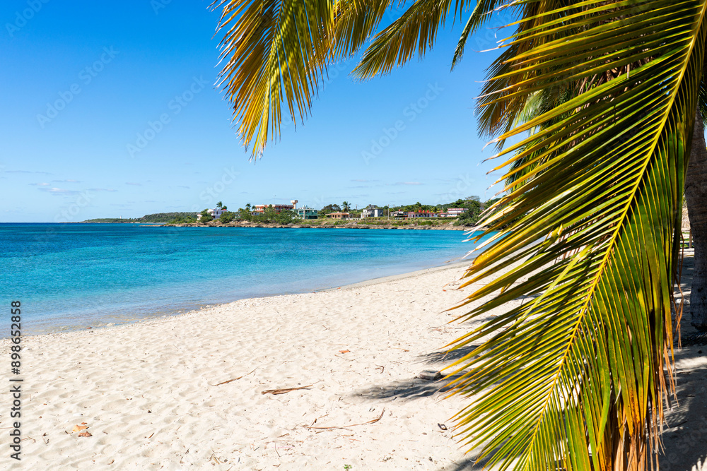 Fototapeta premium palm tree on the tropical beach in cuba island