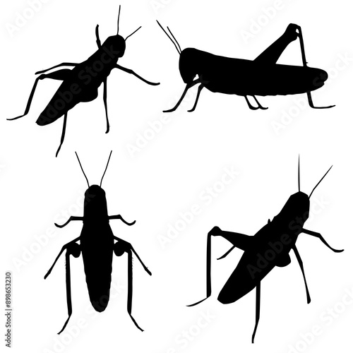 illustration of a grasshopper