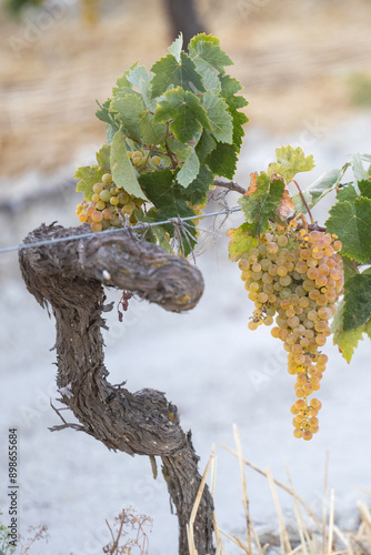 Vendimia Jerez de Uva Palomino photo