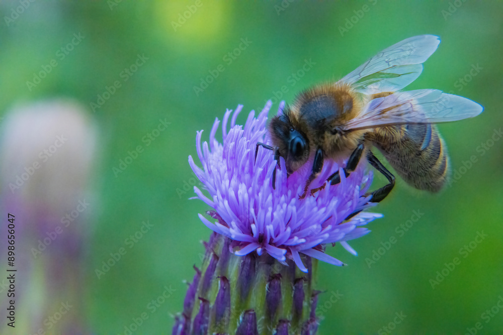 Honey bee on a purple thistle flower Honey bee on a purple thistle flower