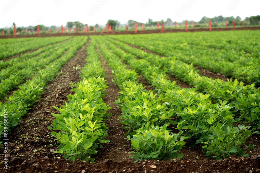 Luxuriant Peanut Plantations: Abundant Natural Assets Beneath Cloudy Skies, The mesmerizing stock photo showcases thriving peanut plants spreading across productive farmland in a vivid green hue. Luxuriant Peanut Plantations: Abundant Natural Assets Beneath Cloudy Skies, The mesmerizing stock photo showcases thriving peanut plants spreading across productive farmland in a vivid green hue.
