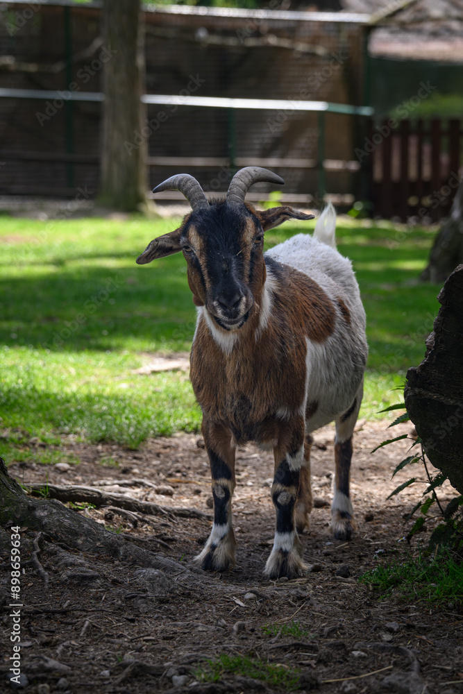 Small spotted goat with horns on the farm. Small spotted goat with horns on the farm.