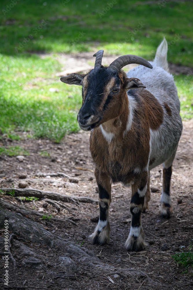 Small spotted goat with horns on the farm. Small spotted goat with horns on the farm.