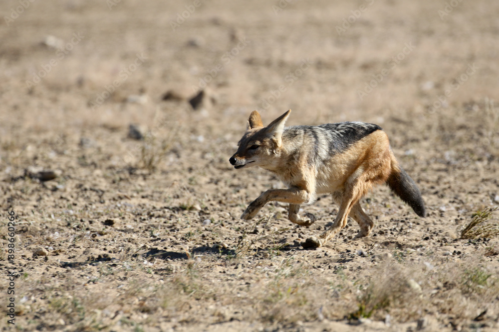 Fototapeta premium Black-backed Jackal (Lupulella mesomelas) trying to catch birds at Polentswa waterhole in Kgalagadi Reserve, Kalahari, South Africa