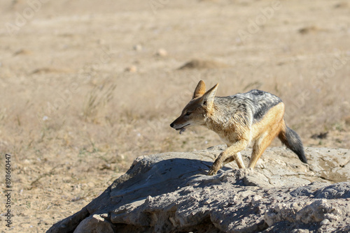 Black-backed Jackal (Lupulella mesomelas) trying to catch birds at Polentswa waterhole in Kgalagadi Reserve, Kalahari, South Africa photo