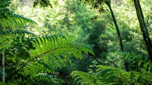 fern in the forest