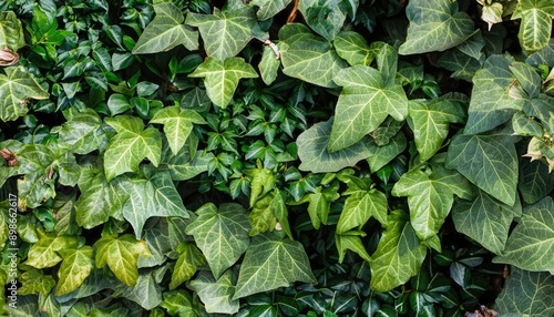 green ivy leaves, foliage background, green wallpaper