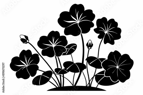 nasturtium flowers on white background. nasturtium flower vector silhouette illustration. Nasturtium plant. Branch with leaves and flowers. Tropaeolum. Black and white silhouette.
