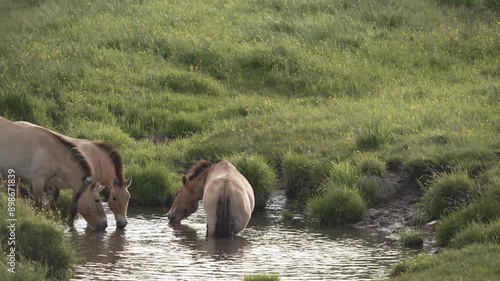 Wildpferd Hustai Mongolei Przewalski Pferd am Fluss photo