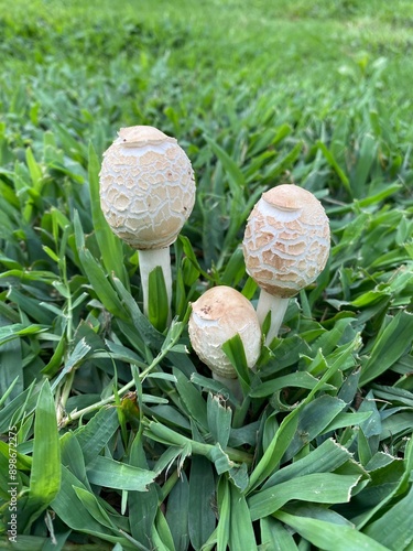 Chlorophyllum molybdites, green-spored parasol, false parasol, green-spored lepiota, vomiter Mushroom
