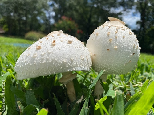 Chlorophyllum molybdites, green-spored parasol, false parasol, green-spored lepiota, vomiter Mushroom