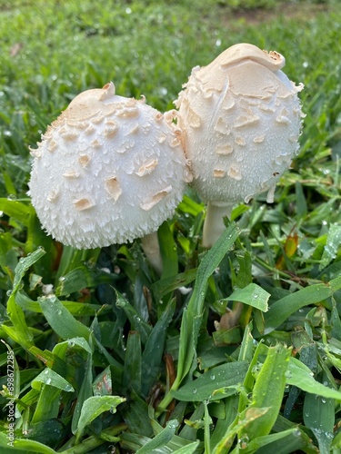 Chlorophyllum molybdites, green-spored parasol, false parasol, green-spored lepiota, vomiter Mushroom
