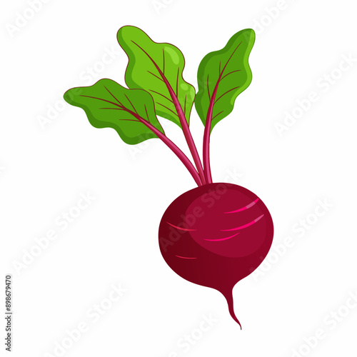 Vector Cartoon Red Beetroot with Leaves on a isolated white background (30)