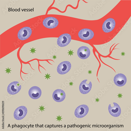 Blood vessel with phagocytes. Phagocytosis.