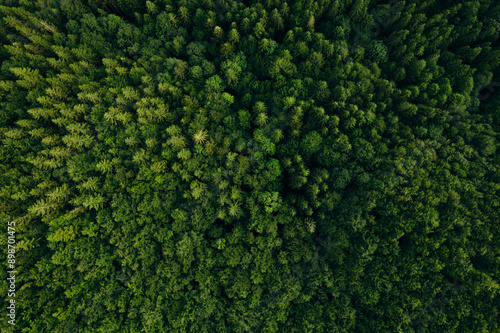  Green pine forest in mountain summer with a view from above.Spring birch groves with beautiful texture.