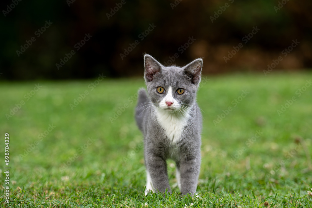 Cute gray and white cat in green grass Cute gray and white cat in green grass