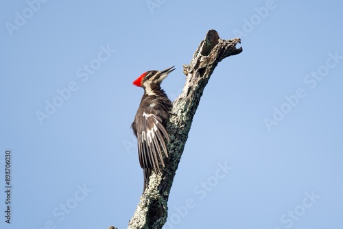 Pleated red-headed woodpecker